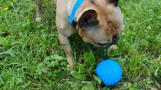 Персик стрибає за м'ячиком