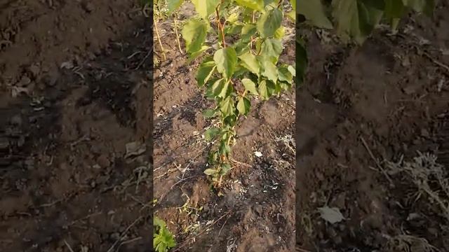 Миксы абрикос -+слива смотреть онлайн