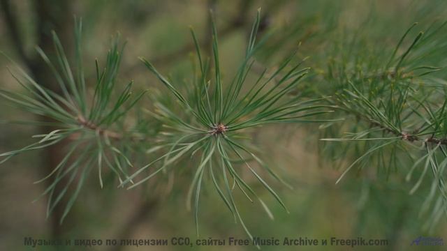 Музыка будущего, которую создал искусственный интеллект! - Acoustic Fingerpicking 10 -- Independent