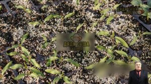 Чёрная ножка у рассады: как спасти растения