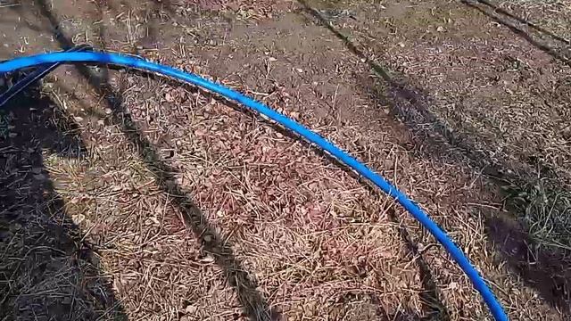 Качаем абиссинку мотопомпой