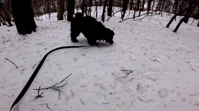 Той-пудель АСик 4 месяца