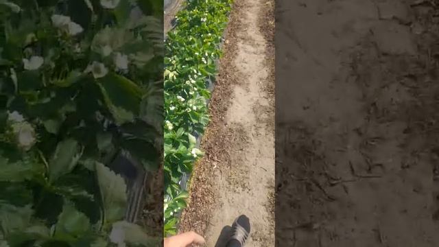 клубника,огурец!! 24 апреля