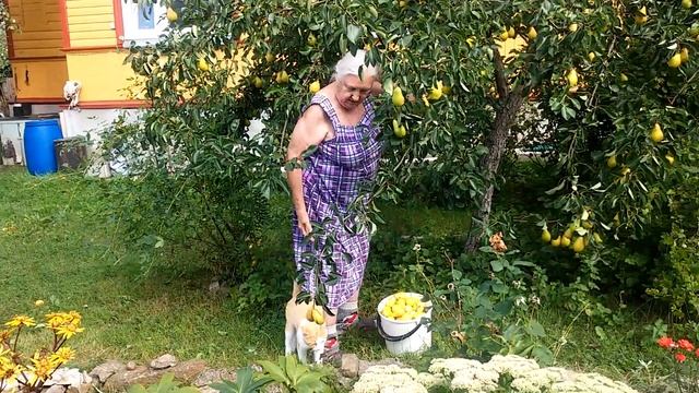 Сказ про бабушку, котика и груши