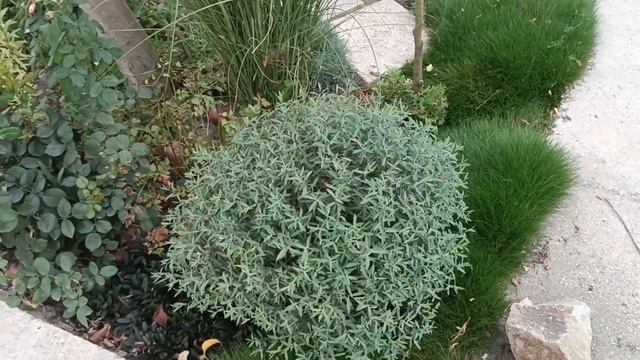 розы, лагерстремии и другие растения в конце августа.