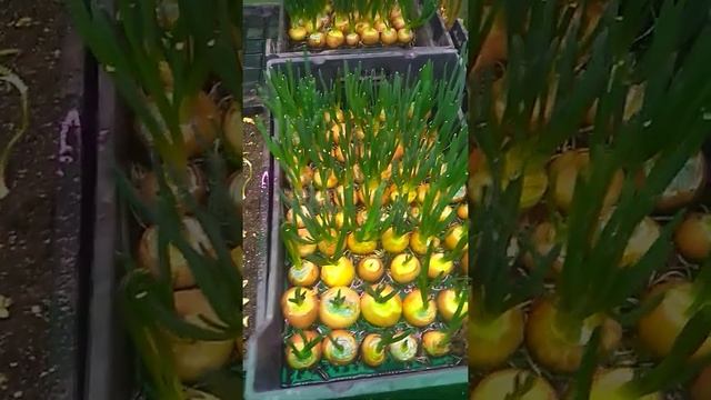 выгонка лука,быть или не быть? смотреть онлайн