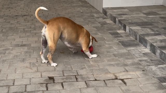 Яйцемяч! Это супер игрушка для бульдогов! Ни поймать, н смотреть онлайн