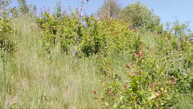 София Горбунова – Виновата черёмуха белая _караоке под гармонь смотреть онлайн