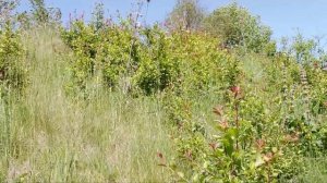 София Горбунова – Виновата черёмуха белая _караоке под гармонь