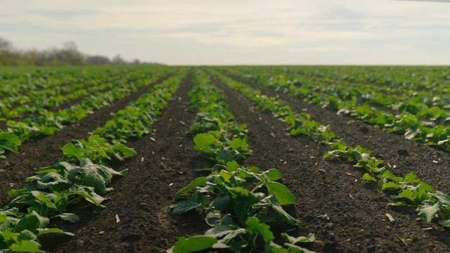 🌱 Сходи ріпаку на Одещині | Результати посіву Horsch Maestro смотреть онлайн