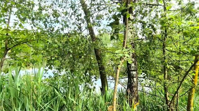 Продам дачу1.mp4 смотреть онлайн