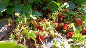 Обзор клубники Купчиха