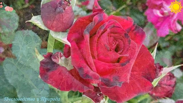 Разнообразие Роз