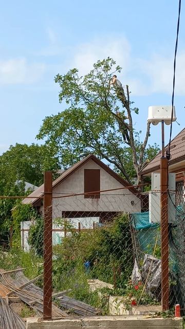 удалили дерево смотреть онлайн