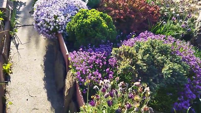 Цветение в декоративном саду. Крым 26.04.25г