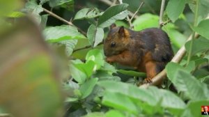 Смесь двух континентов-1