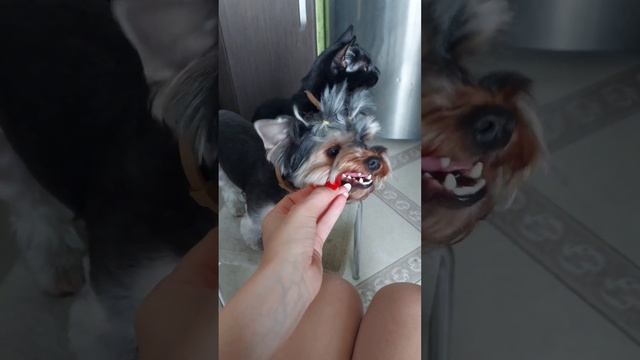 🍅Йорк, котенок и помидорка ❤️😊🐈⬛🤗🐕#happy #cat #сме?