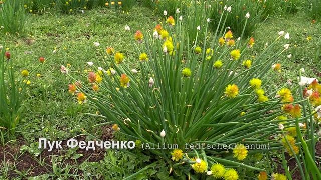 Лук Федченко