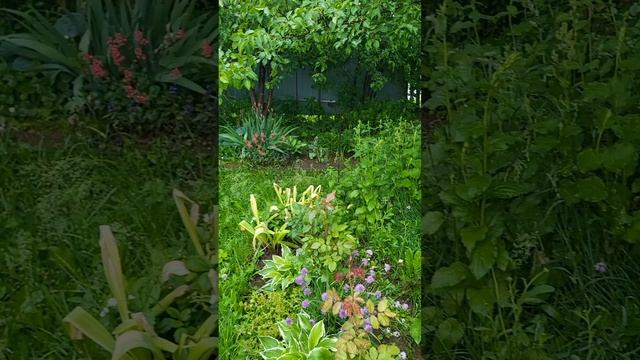 Дожди...в саду все залило...хвастаю смотреть онлайн