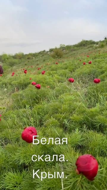 Белая скала в Крыму. смотреть онлайн