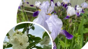 Ирисы и жасмин цветут