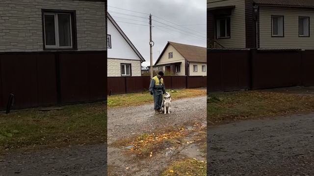 Дрессировка Маламут .ОКД