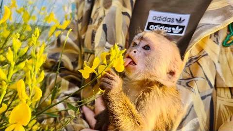 Финик ВПЕРВЫЕ пробует цветы, а Анфиса страшно ВОЗМУЩАЕТСЯ тренировкам, но мы должны научить ее! смотреть онлайн
