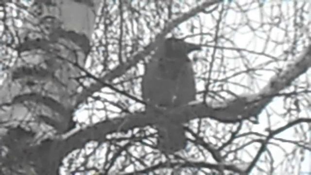 Без звука Ворона на ветке крупным планом 5458458 DSCN6063 смотреть онлайн