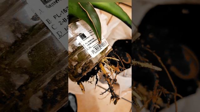 #sansewieria Star Canary / сансевиерия Звёздная Канарейка