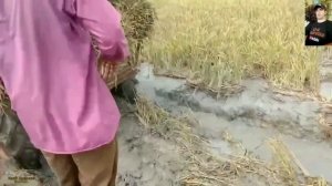 ВЬЕТНАМСКАЯ МОЩЬ! НА ЧТО СПОСОБЕН МОТОБЛОК, ПОДБОРКА /