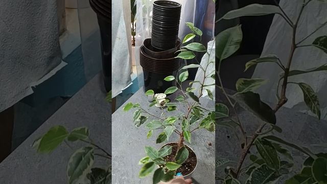 Формирование фикуса Бенджамина Кинки