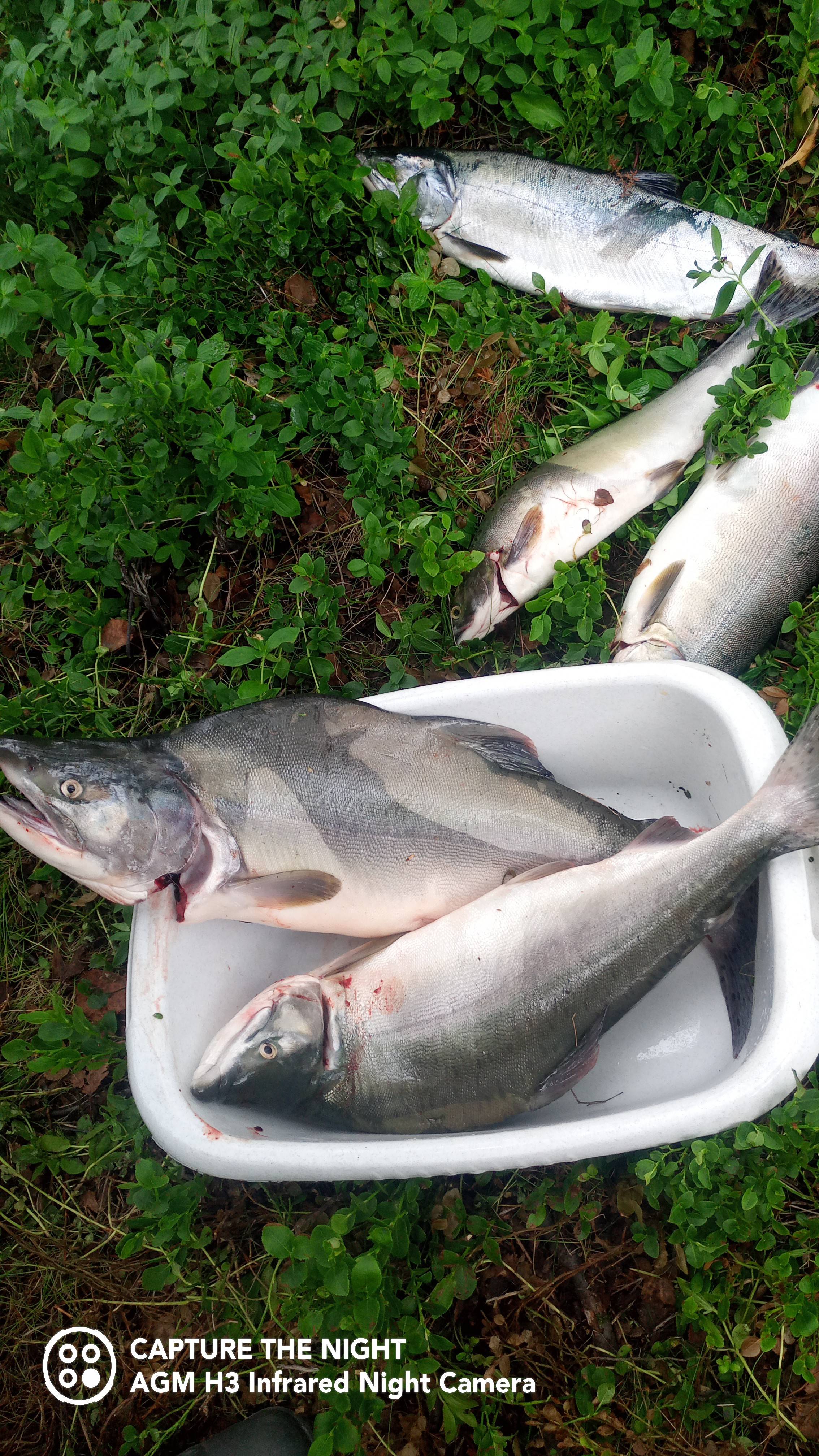 А еще жаловались : нет рыбы!