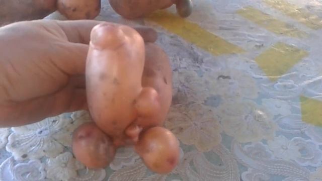Картошка причудливой формы. Посмотрите до конца.
