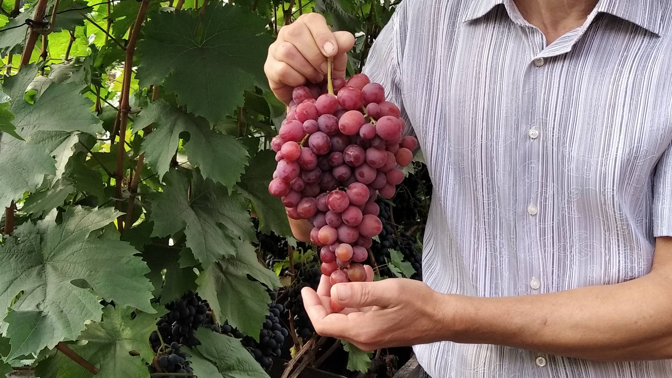 26. Сладкий, мускатный сорт винограда Ливия цветёт ! 12 июня 2025 г.