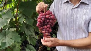 26. Сладкий, мускатный сорт винограда Ливия цветёт ! 12 июня 2025 г.