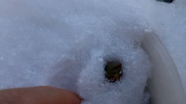 Розы -20, февраль.Черенки на улице зимуют!