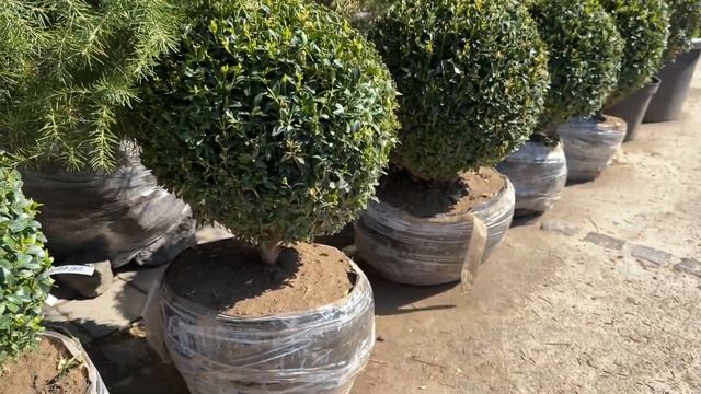 VLOG Купила сакуру и посадила в саду 🌸 Заехала в питомн?