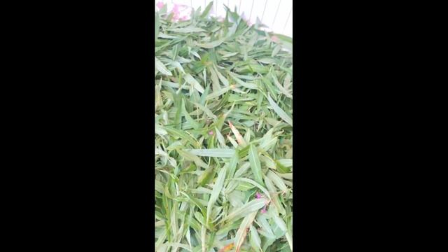 Для чего я завяливаю листья на кушетке #ольгафомина #sho