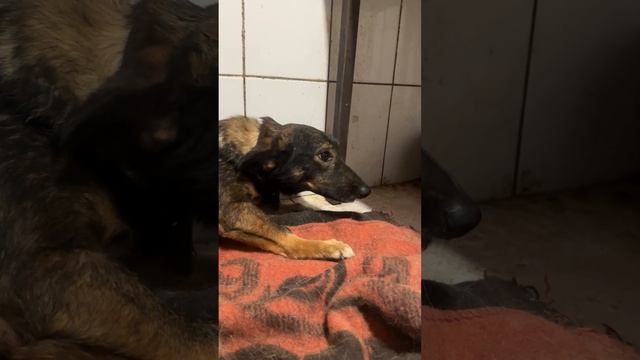 Ликуся 🥰