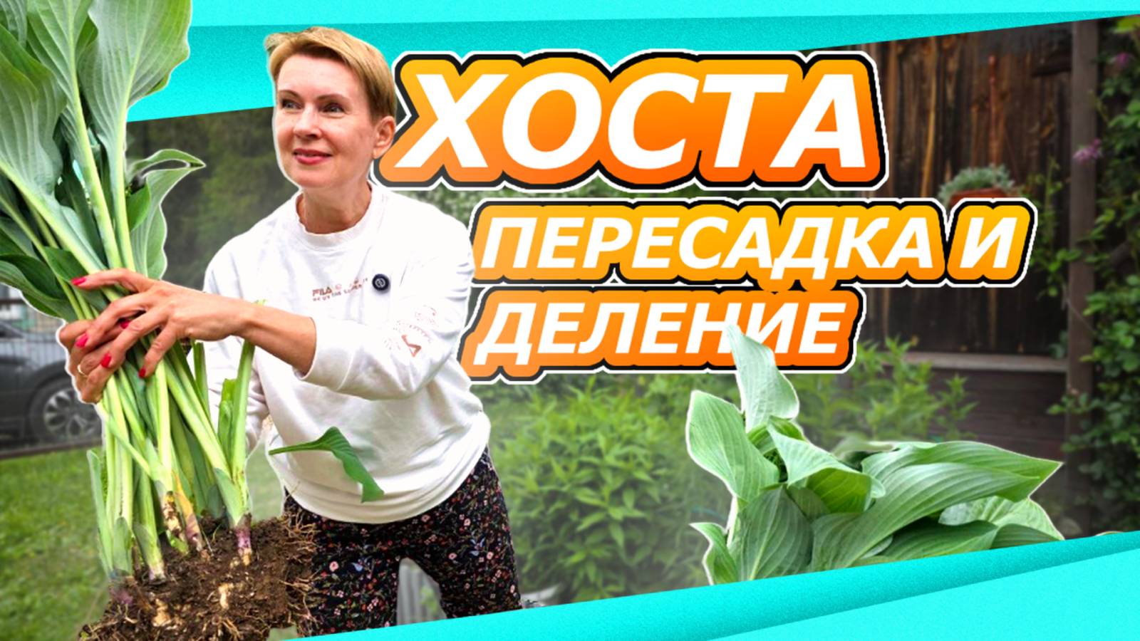 ИЗ ОДНОЙ - МНОГО! ПЕРЕСАДКА И ДЕЛЕНИЕ ХОСТЫ ЛЕТОМ смотреть онлайн