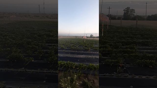 Вечерние полевые работы. Затенение бассейна.