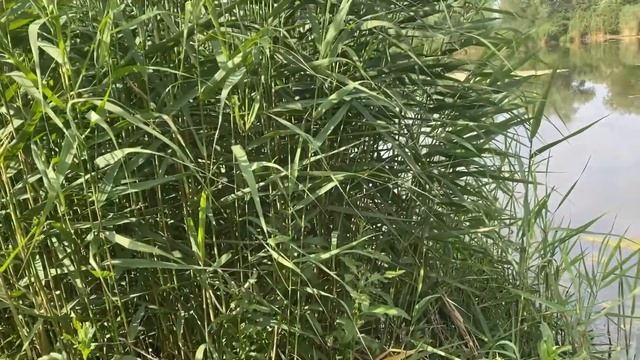 ТРОФЕЙНЫЕ КАРАСИ НА ПРУДУ! Рыбалка 9 июня на поплавок!