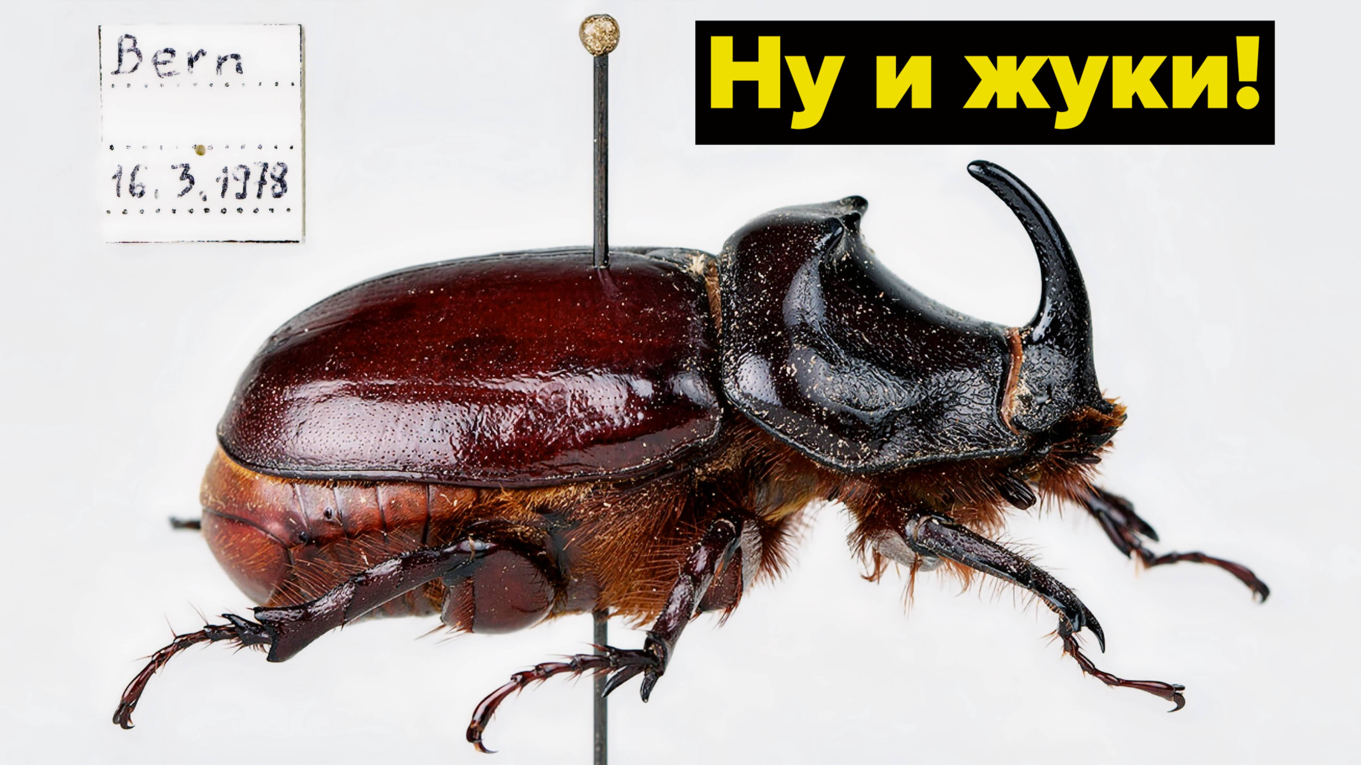 Россияне в Гуантанамо и американцы в Швейцарии ведут себя по-разному #топыкатегроий смотреть онлайн