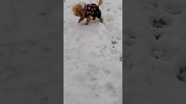 зимняя прогулка смотреть онлайн