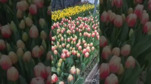 Обзор одного из красивых сортов тюльпанов это Трезор.