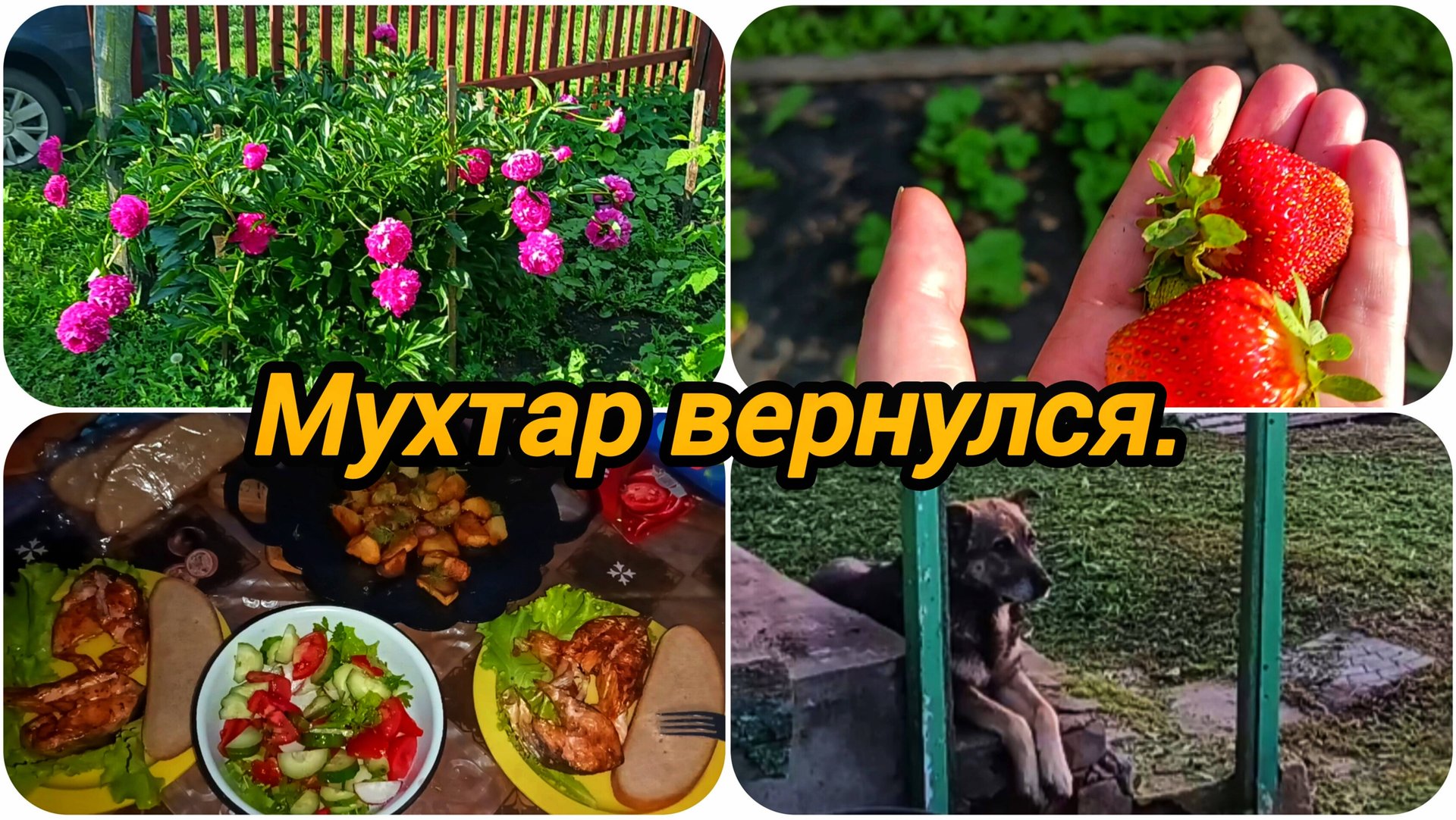 ПЕРВАЯ КЛУБНИКА 🍓🍓 ВОЗВРАЩЕНИЕ МУХТАРА 🐕 ГОТОВЛЮ ВКУСНЫЙ УЖИН 😋 смотреть онлайн