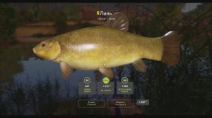 Линь, река Вьюнок, игра Русская рыбалка 4, место, координаты, снасть, на что и где ловить