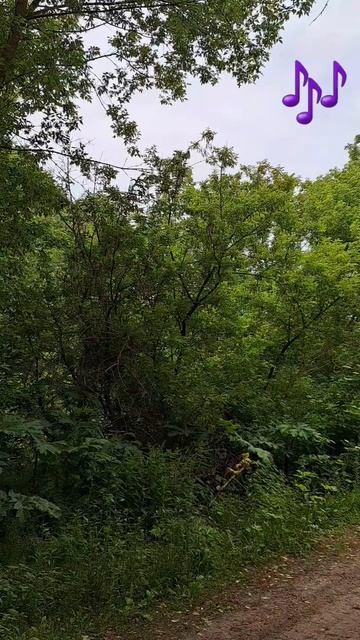 Пение соловья