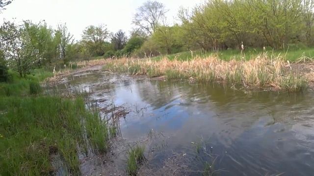 Сазан на маховую удочку!