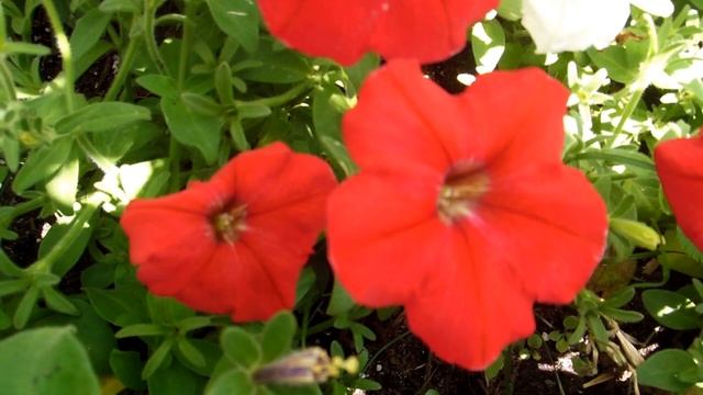 Красивая музыка.Яркие красивые цветы.